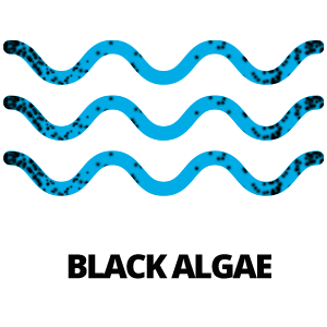Black Algae