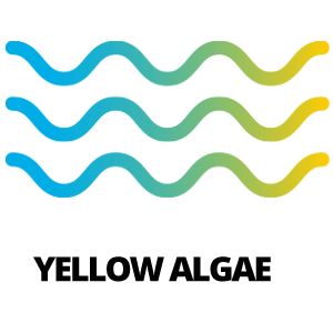 Yellow Algae